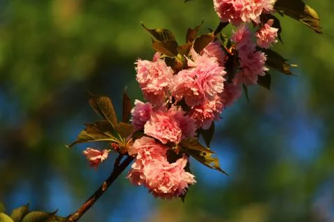 Flower Stock Photos