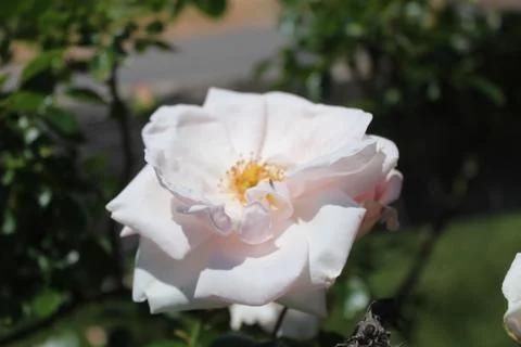 Flower Stock Photos