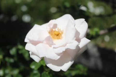 Flower Stock Photos