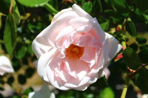 Flower Stock Photos