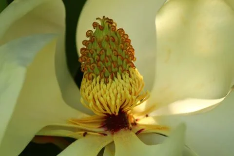 Flower Stock Photos