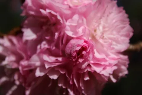 Flower Stock Photos