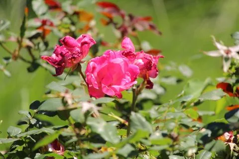 Flower Stock Photos