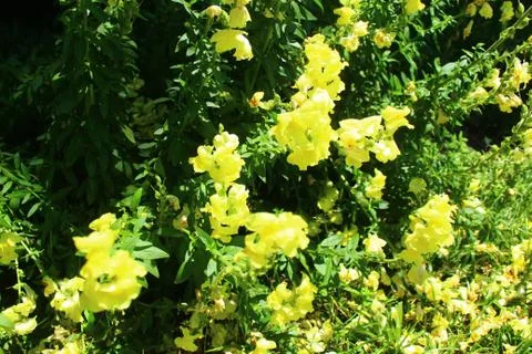 Flower Stock Photos