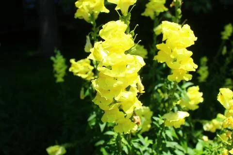 Flower Stock Photos