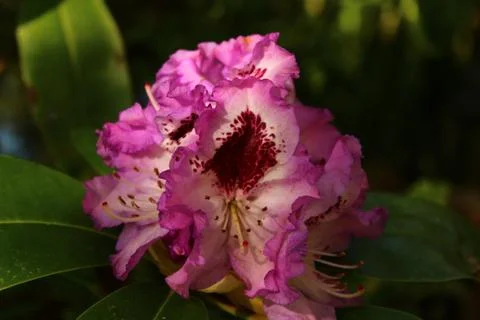 Flower Stock Photos