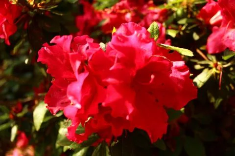 Flower Stock Photos