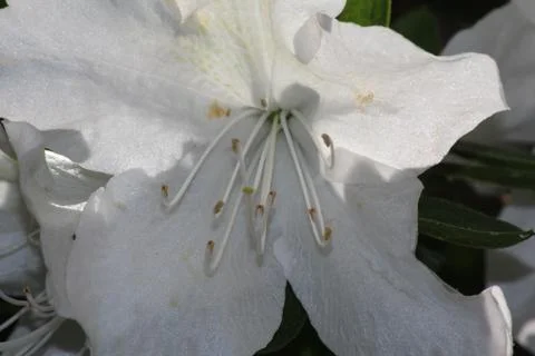 Flower Stock Photos