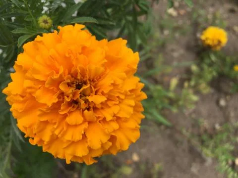 Flower Stock Photos