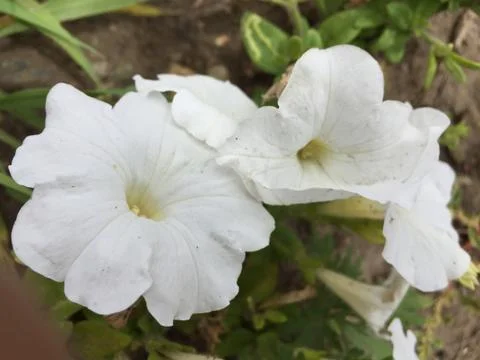 Flower Stock Photos