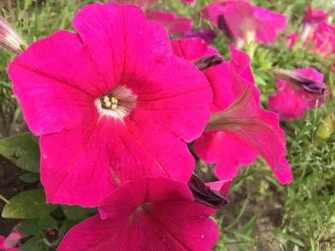 Flower Stock Photos