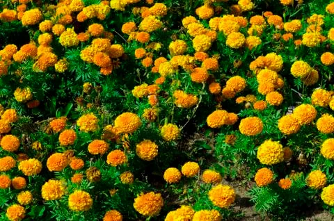 Flower Stock Photos