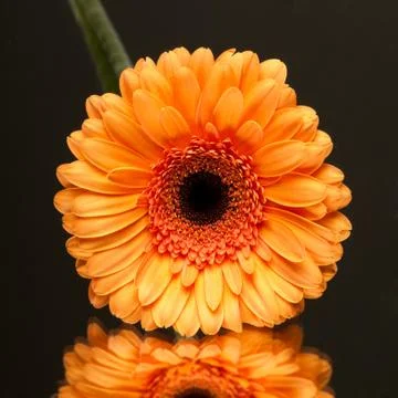 Flower Stock Photos