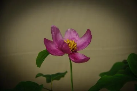 Flower Stock Photos