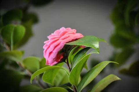 Flower Stock Photos