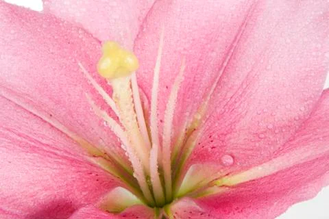 Flower Stock Photos