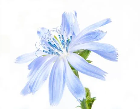 Flower Stock Photos