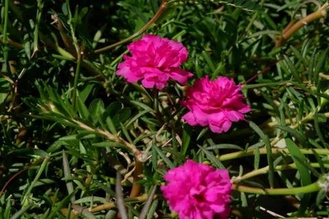 Flower 스톡 사진