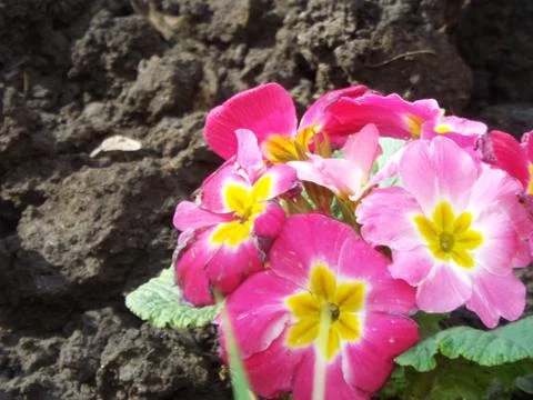 Flower Fotos Stock
