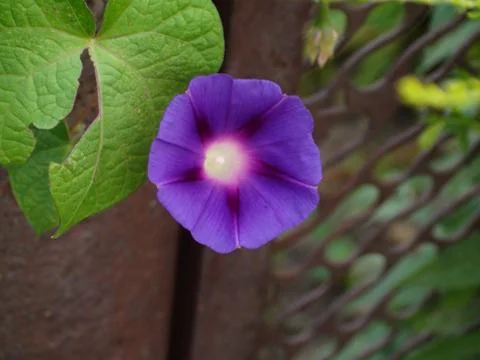 Flower Fotos Stock