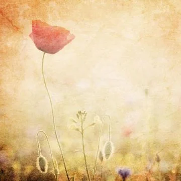 Flower Stock Photos