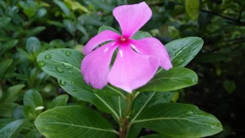 Flower Stock Photos
