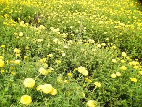 Flower. Stock Photos