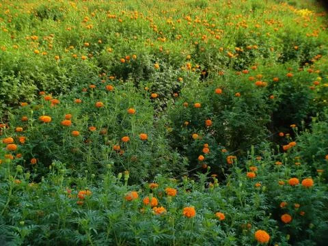 Flower. Stock Photos