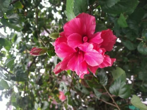 Flower 库存照片