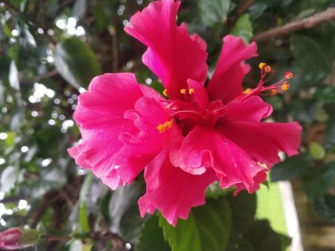 Flower 库存照片