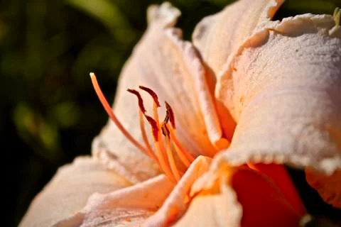 Flower Stock Photos