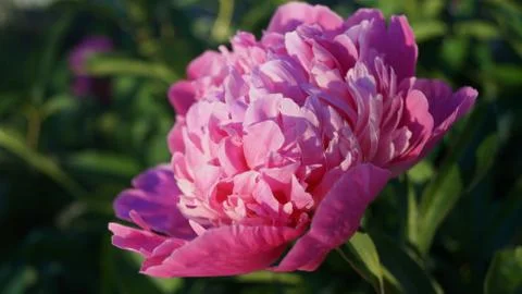 Flower Stock Photos