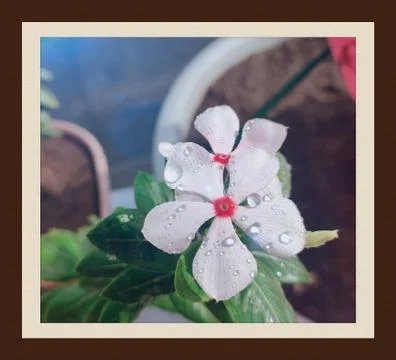 Flower. Stock Photos