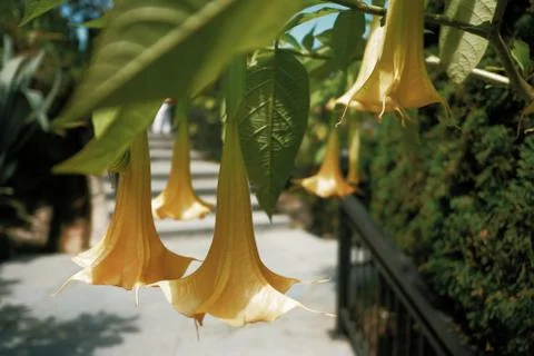 Flower Stock Photos