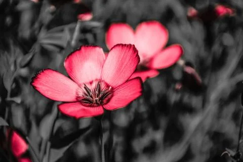 Flower. Stock Photos