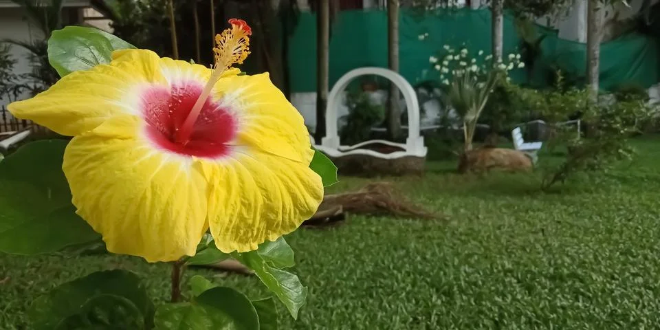 Flower Stock Photos