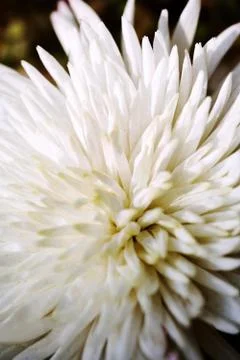 Flower Stock Photos