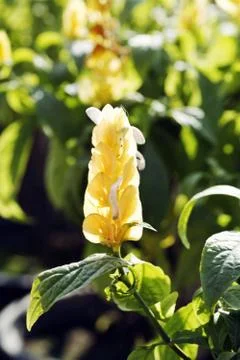 Flower Stock Photos