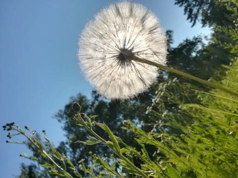 Flower. Foto stock