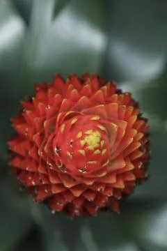 Flower Stock Photos