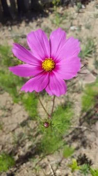 Flower Fotos de archivo
