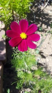 Flower Stock Photos