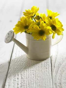 Flower 스톡 사진