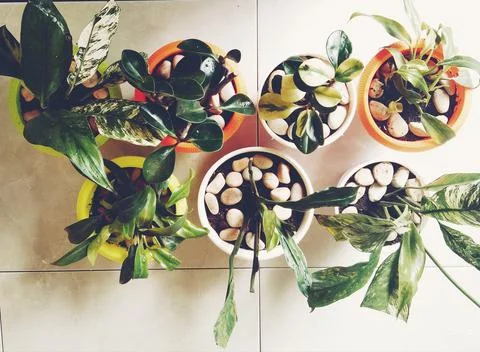 Flower.  Stock Photos