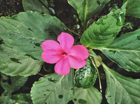 Flower.  Stock Photos