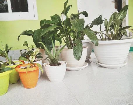 Flower.  Stock Photos