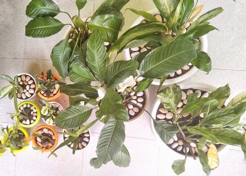 Flower.  Stock Photos