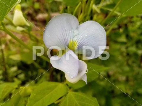 Flower Stock Photos