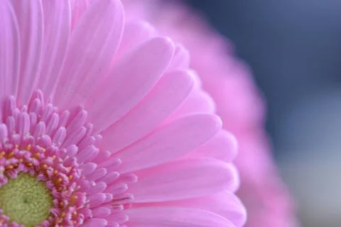 Flower Foto stock