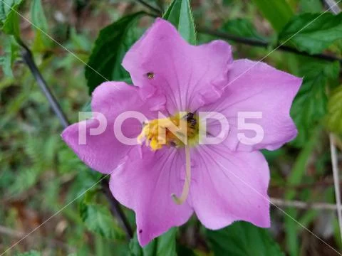 Flower Stock Photos